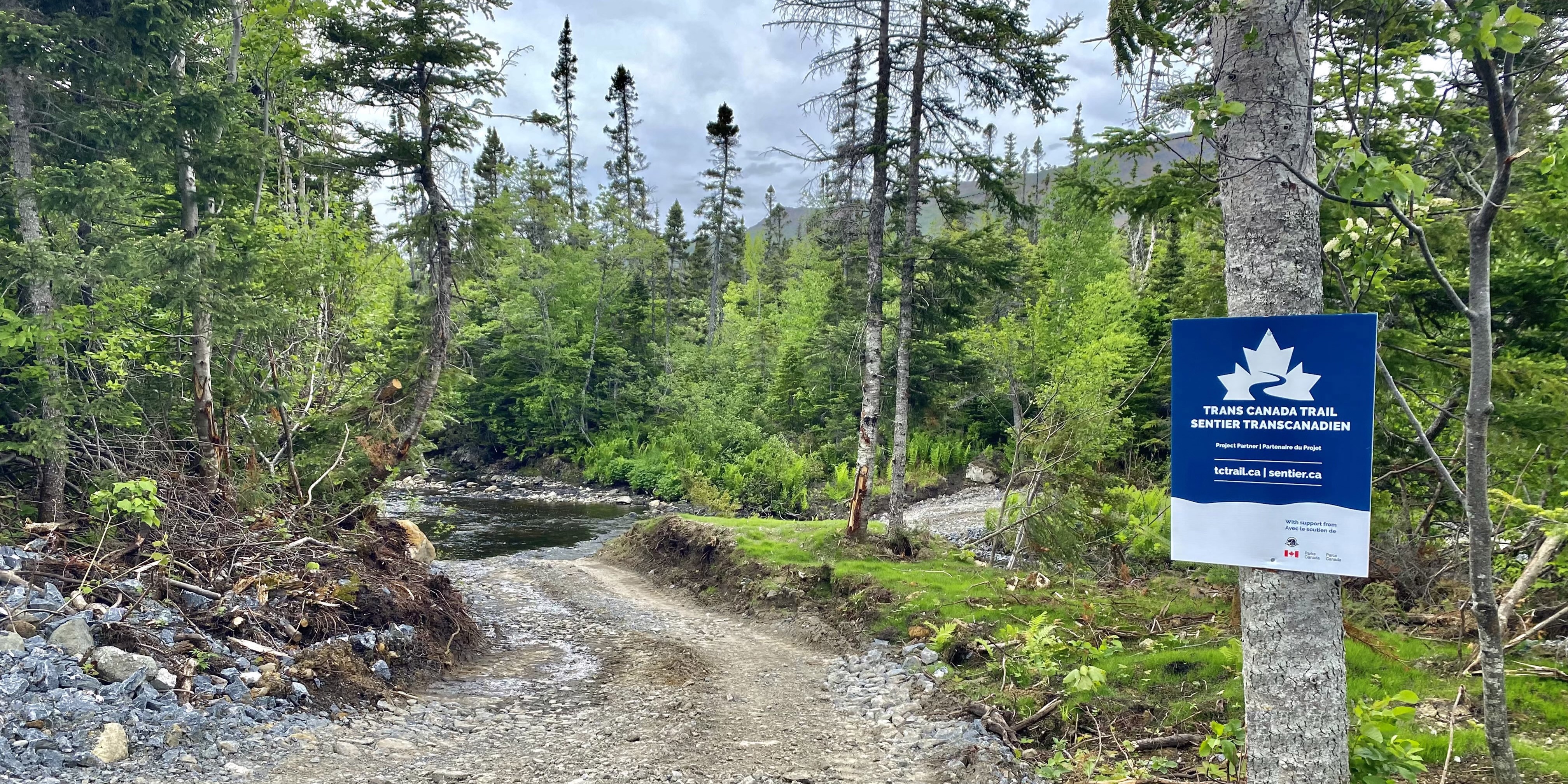 A gravel trail winds through a wooded area with tall, thin birch trees on either side of the path.