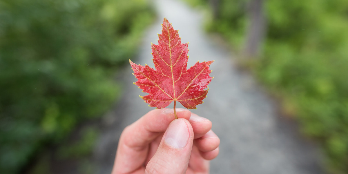 hand holding a maple leaf
