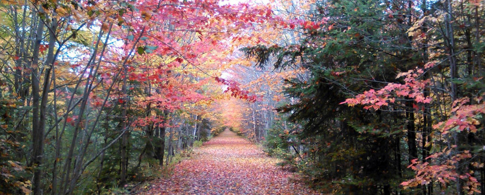 02GCH_fall colours_support image_Lincoln-Trail-credit S Marr | Trans Canada Trail fall colours on a trail