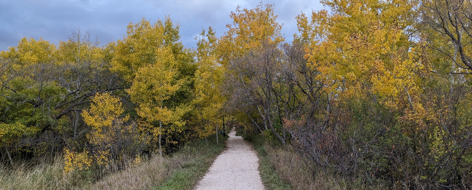 04GCH_fall colours_support image_City of Winnipeg Harte Trail_credit Friends of Harte Trail | Trans Canada Trail trail leading into a forest
