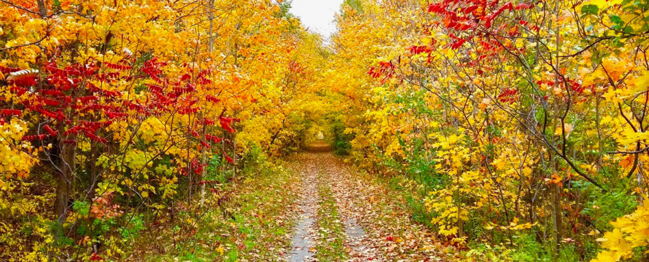 05GCH_fall colours_support image_Cataraqui Trail_photo credit Trans Canada Trail | Trans Canada Trail trail leading into a forest with fall foliage