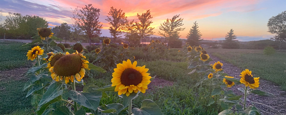 sunflowers in bloom with forest and beautiful sunset behind