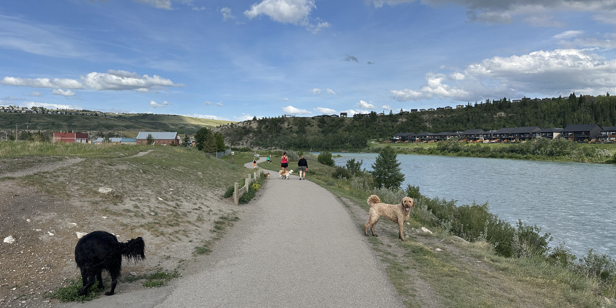 dogs walking alongside people on a trail next to body of water on a sunny day