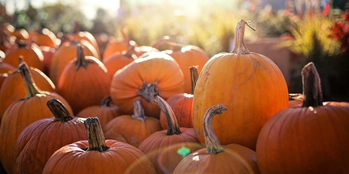 00Feature image_October food series | Trans Canada Trail pumpkins in a patch on a sunny day