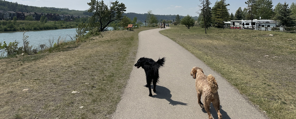 dogs walking on a trail with sunny skies and forest behind