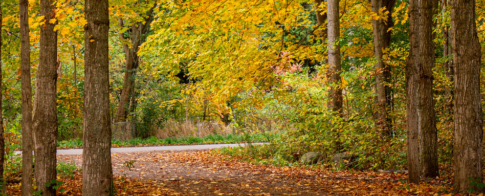 01Support image_ON_Brantford_Credit Discover Brantford 1 | Trans Canada Trail fall foliage on a trail