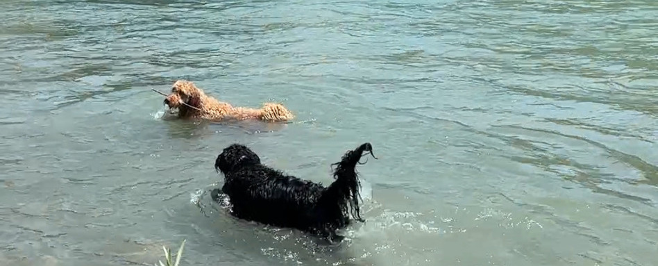 dogs swimming in a body of water