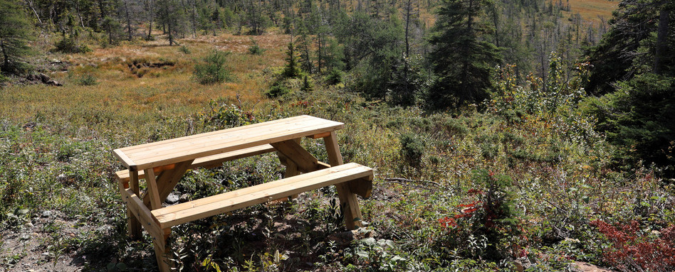 A wooden picnic bench in a field, surrounded by shrubs and trees.