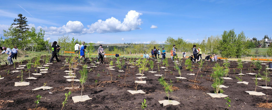 people planting trees in a field on a sunny day