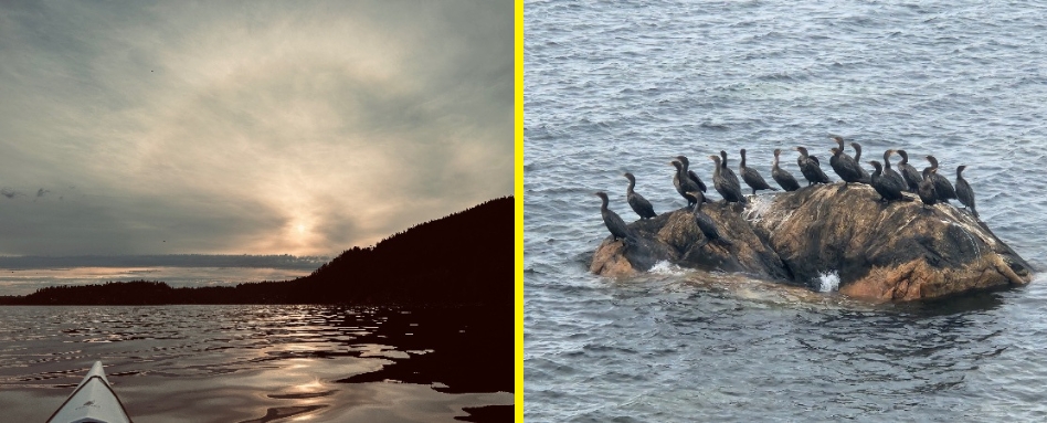 ducks on a rock at sunset