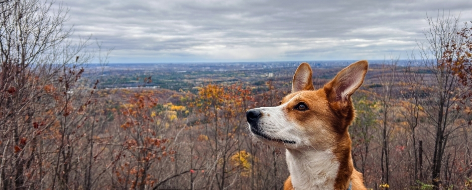 dog on a trail overlooking forest and city below on cloudy day