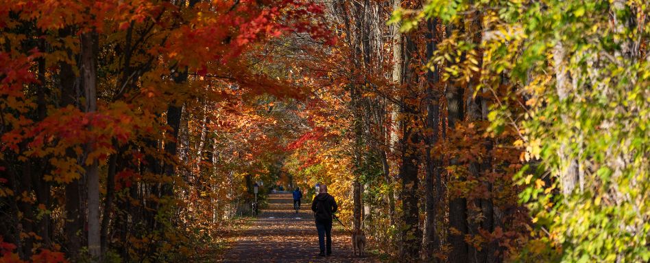 person walking a dog on a trail during fall foliage