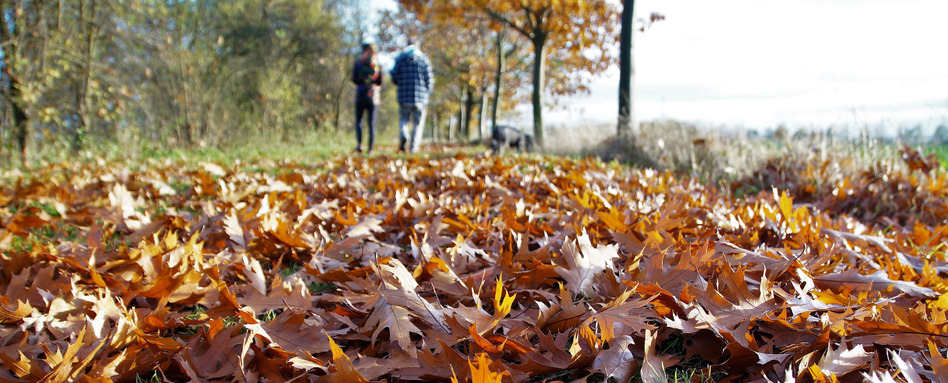 fall leaves on path where two people walk