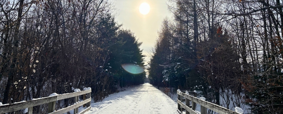 A snowy trail surrounded by evergreen trees. The sun is shining and there is a lens flare.