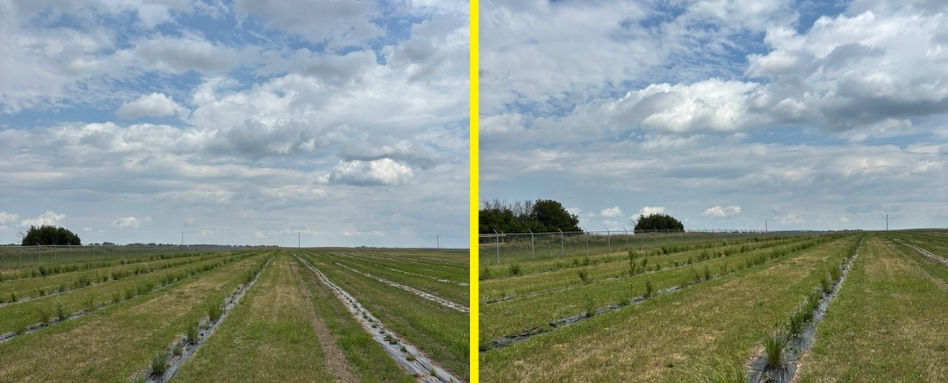 green grass field on a cloudy day