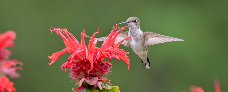 A hummingbird above a red flower