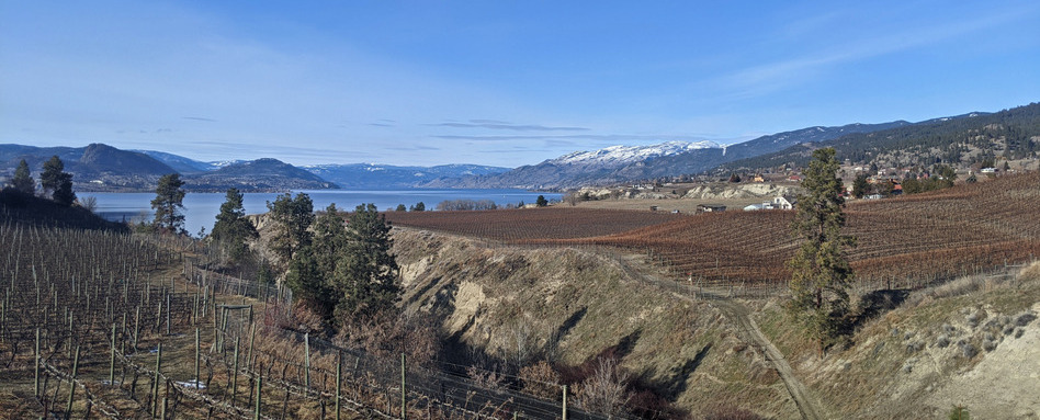 vineyard and grassy area along waters edge