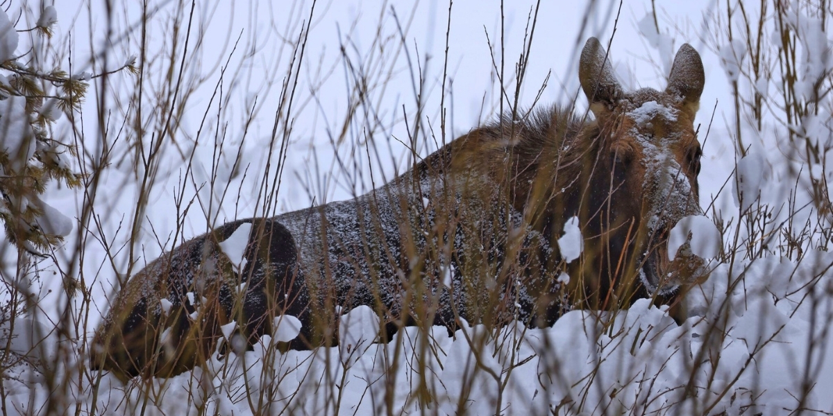 A moose in the snow near the Trans Canada Trail in Calgary