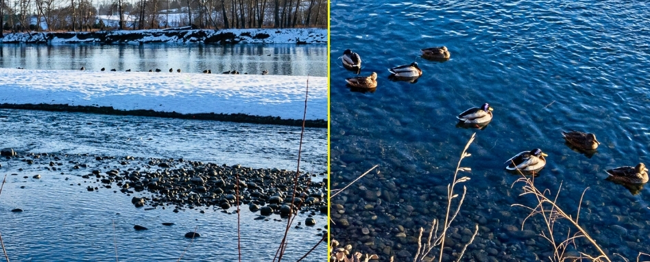 01Support image_AB_Web story_Wildlife on the Trail in Calgary_credit Leigh McAdam - HikeBikeTravel | Trans Canada Trail