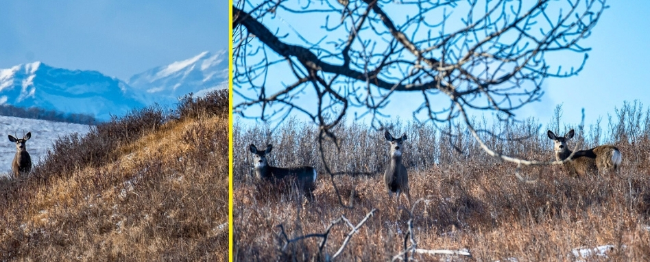 02Support image_AB_Web story_Wildlife on the Trail in Calgary_credit Leigh McAdam - HikeBikeTravel | Trans Canada Trail