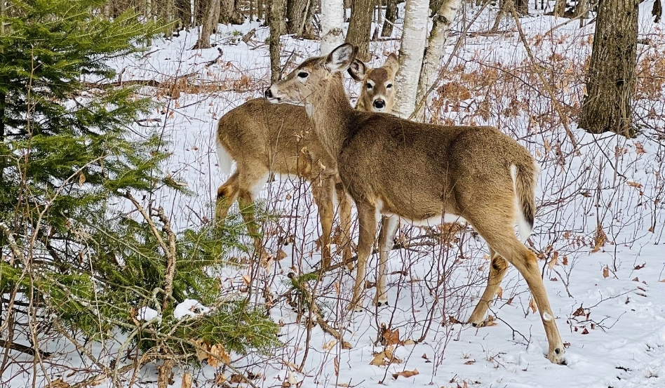 02Support image_ON_Caledon Trailway_credit Travels with Asavari | Trans Canada Trail deer in a wintery forest