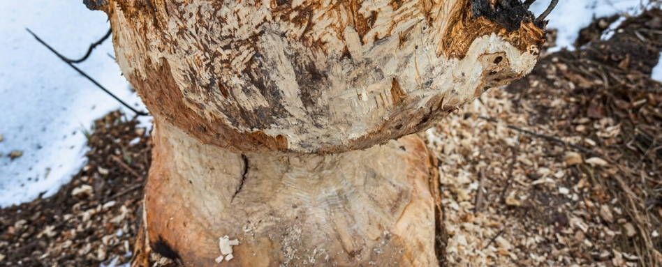 03Support image_AB_Web story_Wildlife on the Trail in Calgary_credit Leigh McAdam - HikeBikeTravel | Trans Canada Trail