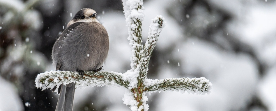 04Support image_AB_Web story_Wildlife on the Trail in Calgary_credit Leigh McAdam - HikeBikeTravel | Trans Canada Trail