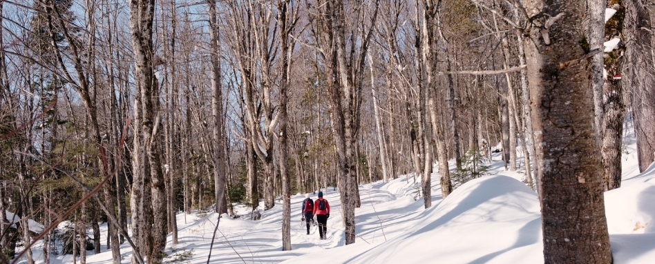 people walking in snow covered forest