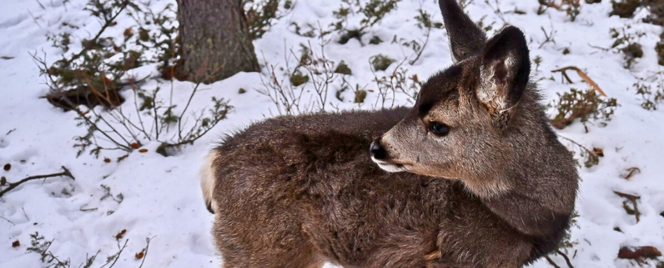 05Support image_AB_Web story_Wildlife on the Trail in Calgary_credit Leigh McAdam - HikeBikeTravel | Trans Canada Trail
