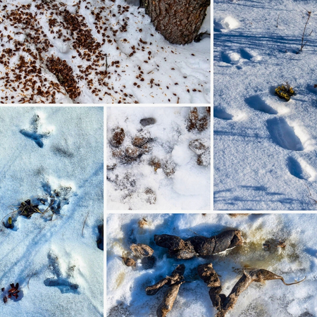 06Support image_AB_Web story_Wildlife on the Trail in Calgary_credit Leigh McAdam - HikeBikeTravel | Trans Canada Trail