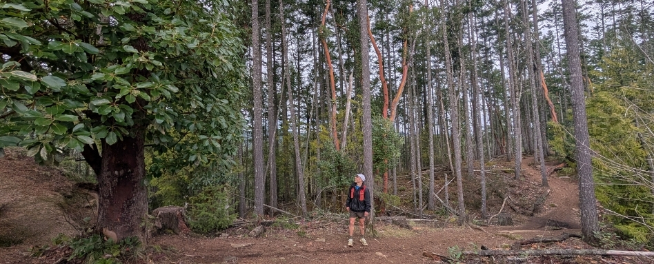 person standing in forest area