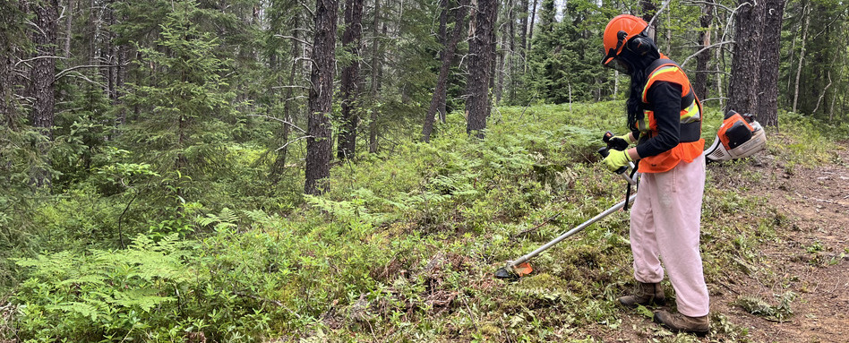person trimming hedges on a trail