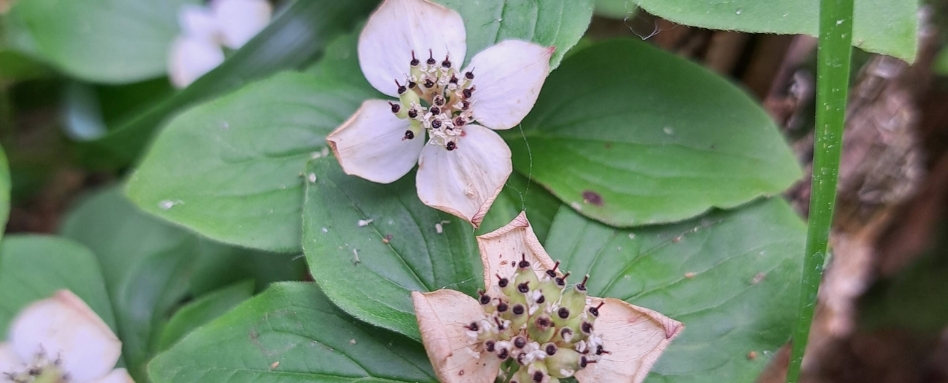 large pink flowers