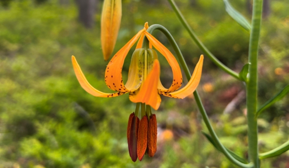 orange flower in a greenery