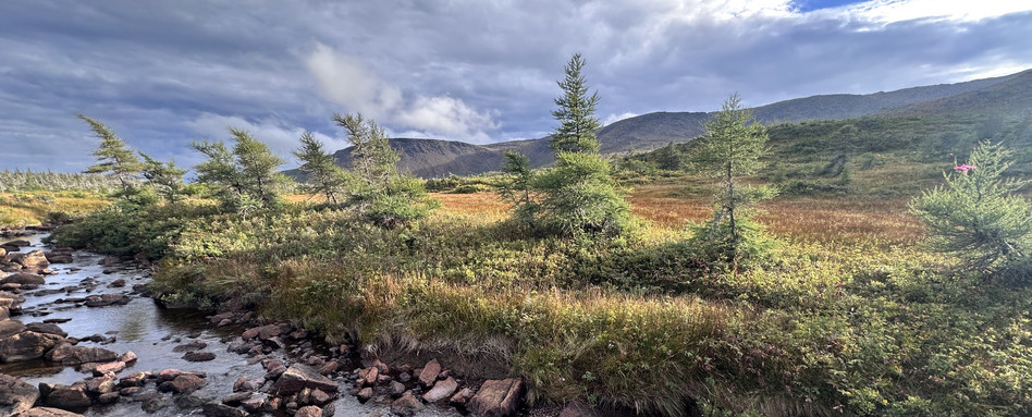 large scale view of forested area with mountain and clouds behind
