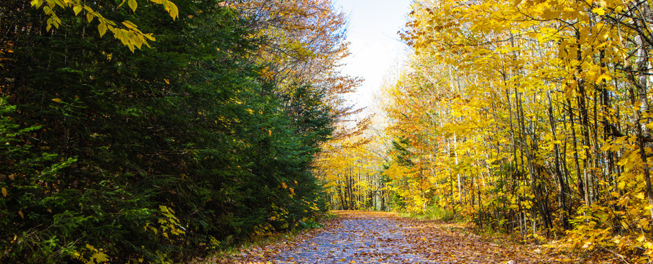 QC_TCT_Ptit train du nord 2022 | Trans Canada Trail fall foliage on a traik