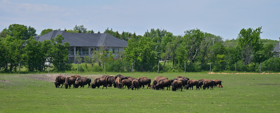large heard of bison in a field