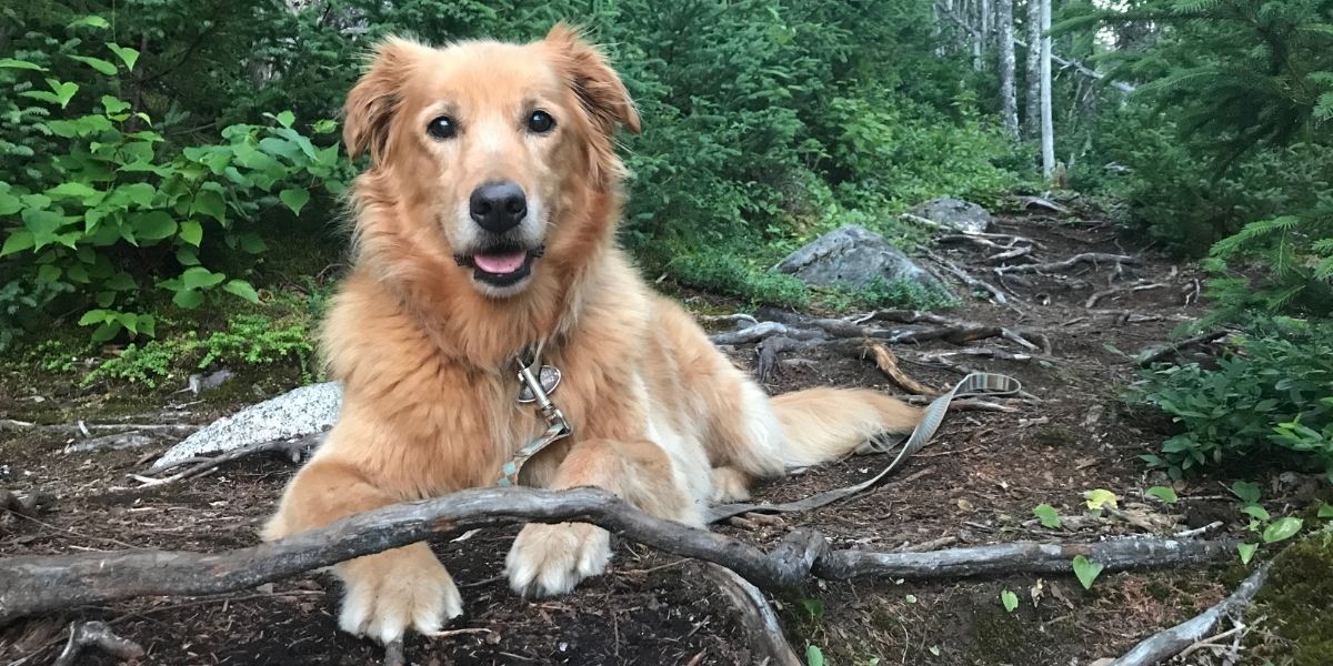 00Feature image_Tasha Ryland_credit Tasha Ryland | Trans Canada Trail A dog on a leash, sitting down on a trail looking at the camera