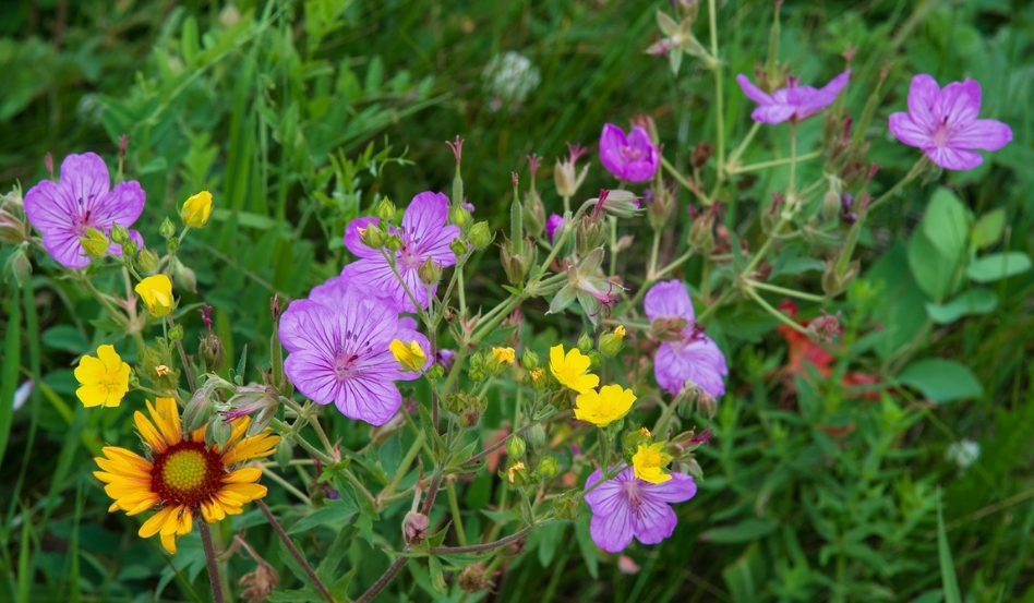 02Support image_SK_Cypress Hills Interprovincial Park_credit Robin and Arlene Karpan | Trans Canada Trail Purple and yellow wildflowers on a green leafy background