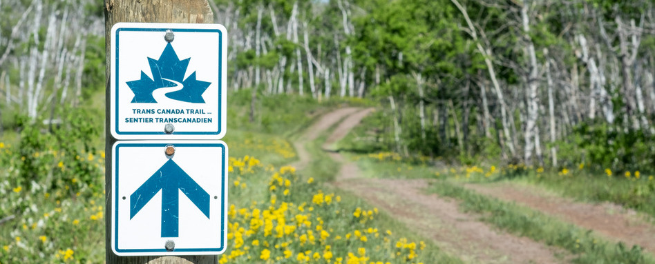 trail signage with wildflowers growing on forest path