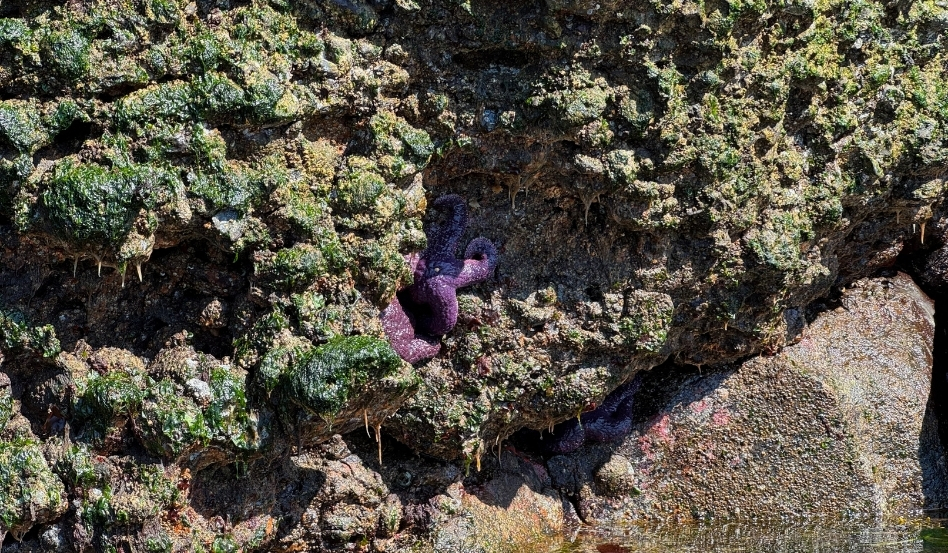Purple sea sponge attached to mossy, algae-covered rocks at the edge of a tidal pool.