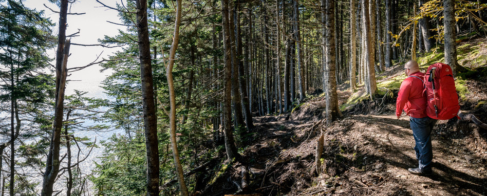 03Support image_Fundy National Park_no credit required | Trans Canada Trail man walking amongst trees and waterline in fundy national park