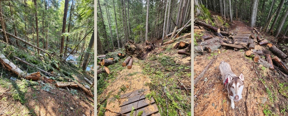 Forest trail with fallen logs and scattered planks; dirt path covered in sawdust, dog on the right side.