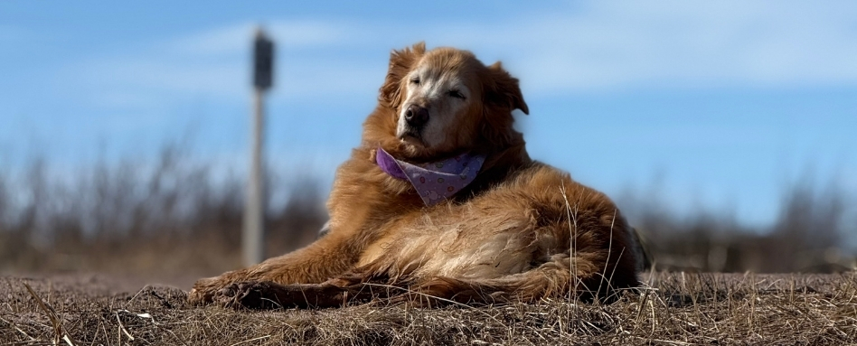 Golden retriever lying on dry grass with a purple bandana, outdoors on a sunny day.