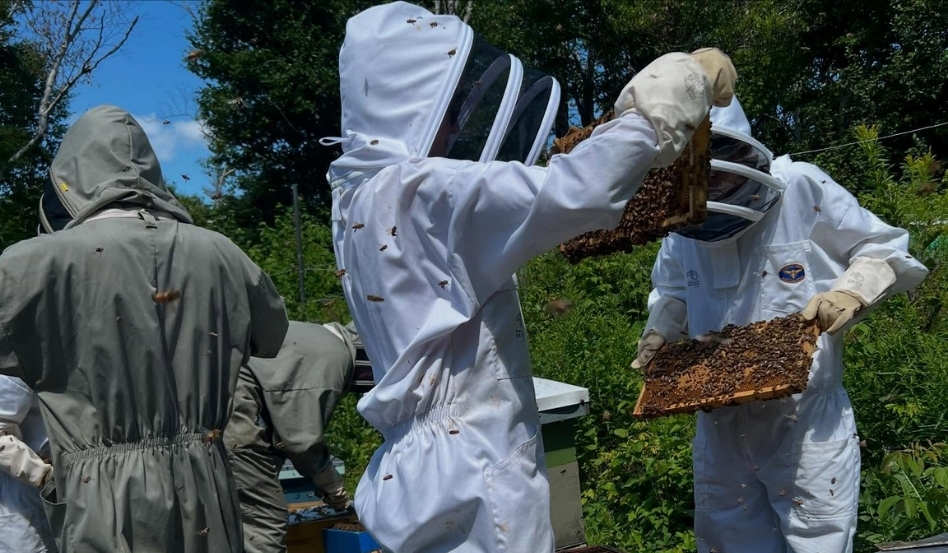 farmers grabbing bee pollen in suited gear