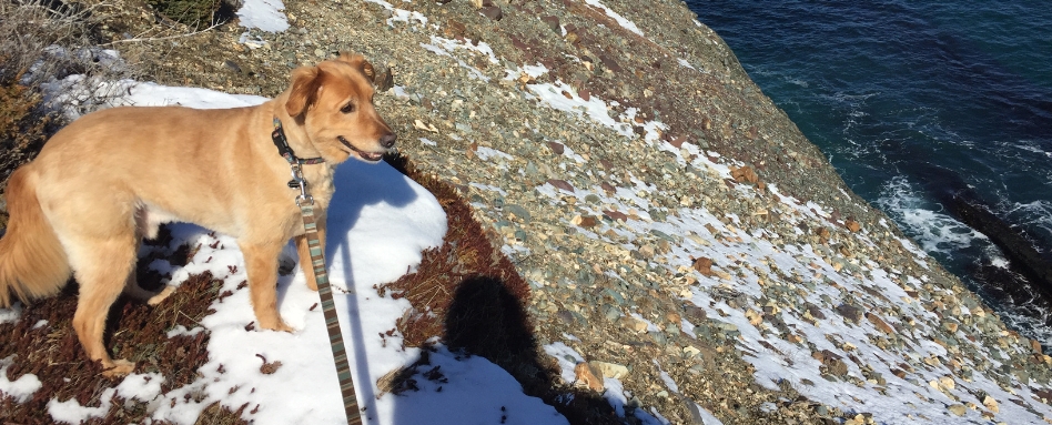 A dog looking out on the water. It is on a leash and standing on a rock with light snow on it.