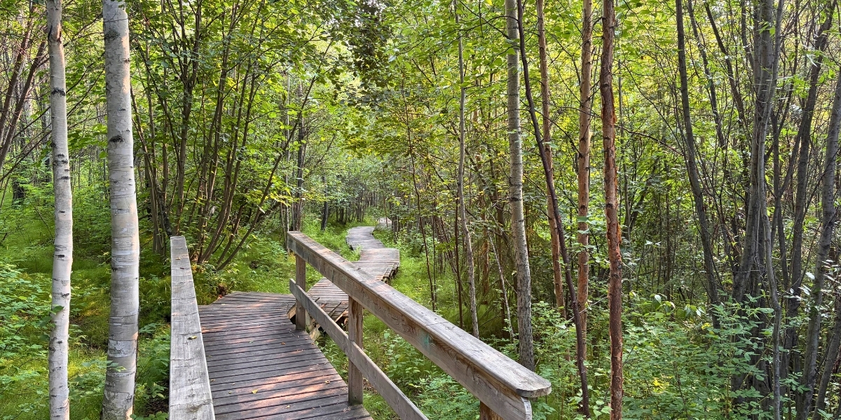 00Feature image_YK_Bronwyn Preece_option 2 | Trans Canada Trail A boardwalk trail runs through a forest