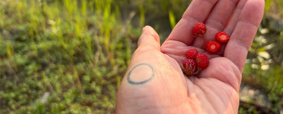 A hand holding wild strawberries