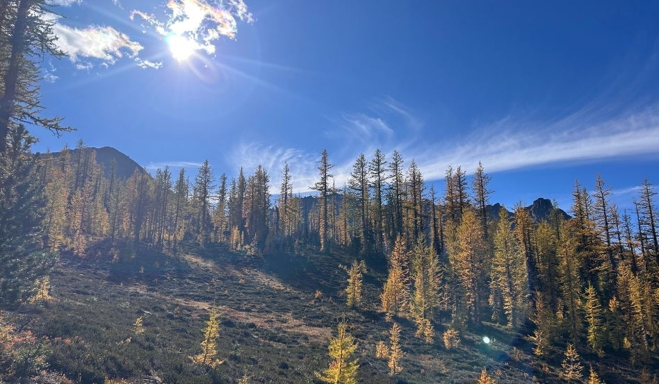 Sunny alpine landscape with a grove of tall pine trees on a hillside under a bright blue sky.