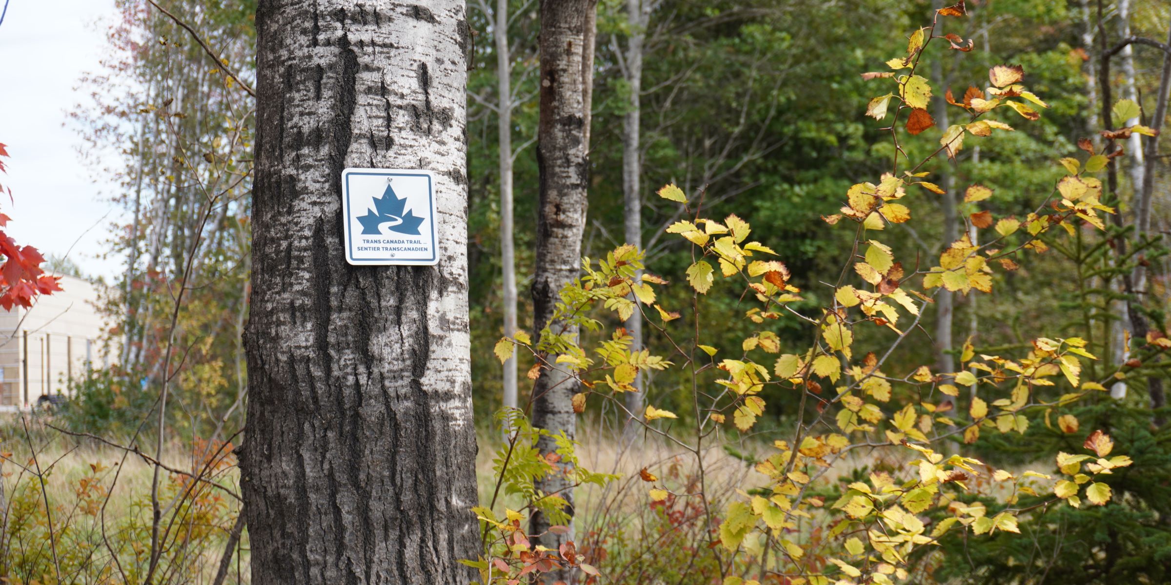 2026-09-26-Moncton-Outing-Mill_Creek-2 1-cropped | Trans Canada Trail A tree with a Trans Canada Trail sign beside a trail.